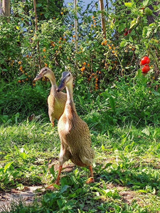 Modernes Zimmer Am Park Mit Garten, Huehner & Enten มิวนิก ภายนอก รูปภาพ